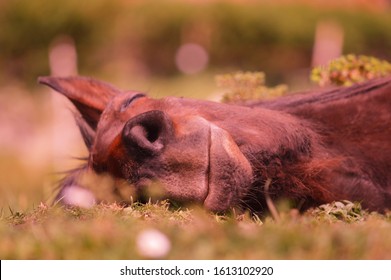 Horse Dreaming Lied on the Ground Daisy Smiling - Shutterstock ID 1613102920