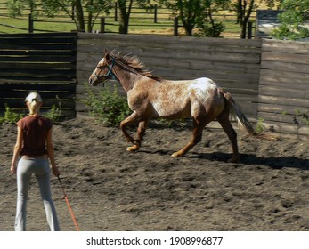 Horse Dressage Animal Training In Amateur Mud Village Ring Rodeo Setting With Lash
