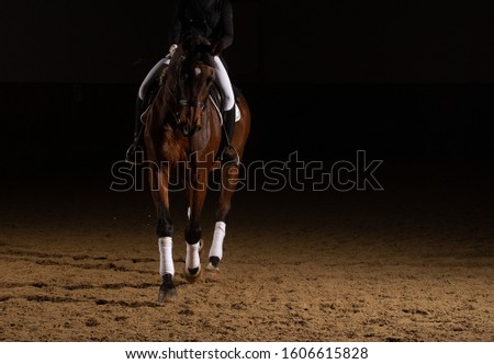 Horse dressage with rider in the dress of the heavy class in a trot with curb part. Photographed from the front with a flash in the riding hall, space for text on the right.
