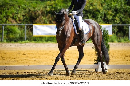 Horse dressage, dressage horse, with rider in a dressage test in side aisle (traverse).