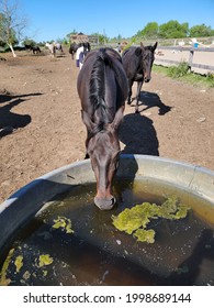 a horse drinking out of a watering trough with algae in it - Shutterstock ID 1998689144