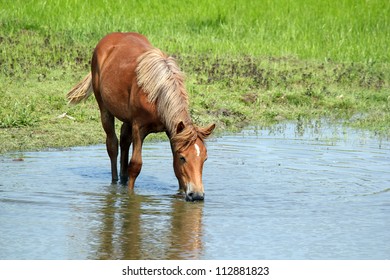 Horse Drinking Water