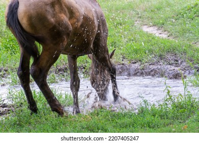 Horse Drinks Water In River. Beautiful Equus Caballus Quenches His Thirst In Pasture And Beats Hoof. Animal Perissodactyla On Waterhole In Meadow. Splashes And Drops Fly From Blow Hoof.