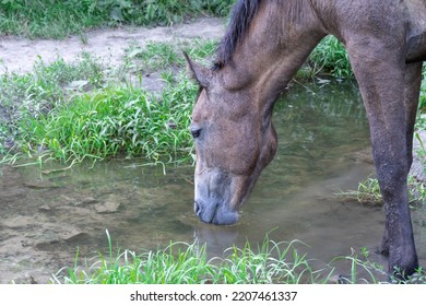 Horse Drinks Water In The River. Beautiful Equus Caballus Quenches His Thirst In The Pasture. Animal On The Waterhole In Deciduous Forest. Perissodactyla Greedily Swallows Water.