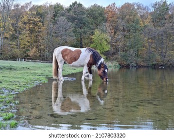 Horse drinks a water from small lake. Heart mark on a fur