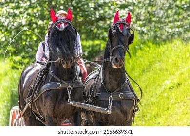 Horse driving competition: Portrait of a team of two friesian horses pulling a horse carriage