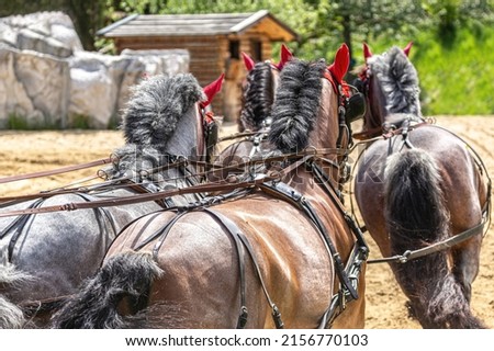 Horse driving competition: Portrait of a team of four brabanter draft horses pulling a horse carriage