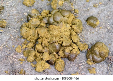 Horse Droppings On Alley Stock Photo 1096084466 | Shutterstock