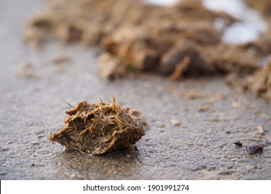 Horse droppings on a road wet from snow in the vineyards, horse poop, Stuttgart, Germany