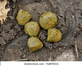 Horse Dung Closeup Background Detailed On Stock Photo 764870251 ...