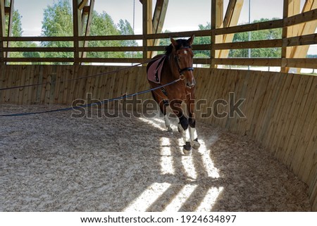 Horse during longeing training in roofed round pen arena. Bay horse running in circle on longe line approaching.
 Stock photo © 