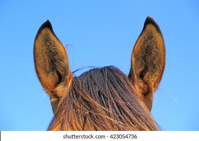 Horse Ears.