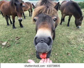 Horse Eating Apple 2