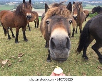 Horse Eating Apple