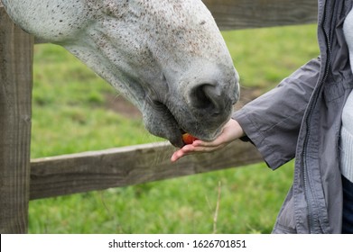 Horse Eating Apple From Hands Of Woman