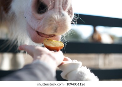 Horse Eating Apple Slice