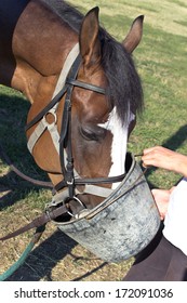 Horse Eating Feed From A Bucket In Pasture