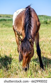 The horse is eating grass - Shutterstock ID 662990032