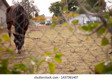 Horse eating grass behind chain link fence - Powered by Shutterstock