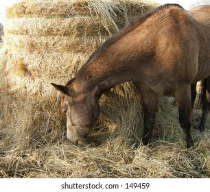 A horse eating from a hay bale