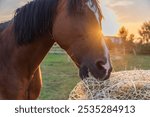 Horse eating hay from a special hay net. Slow feeder hay nets allows horses to eat as they do in nature, because horse must be encouraged to nibble and move.
