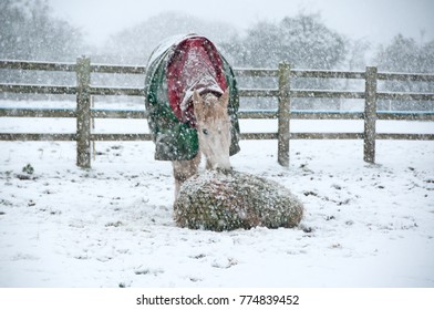 Horse eating from a haynet while it is snowing