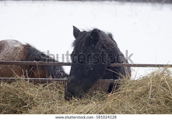 Horse Eating Out Hay Feeder Field Stock Photo Edit Now 581024128