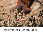 A horse eating thistles grass close up lips prickles 