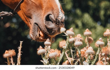 A horse eating thistles grass close up lips prickles  - Powered by Shutterstock