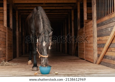 Horse eating vegetables and fruits from bucket in stable.