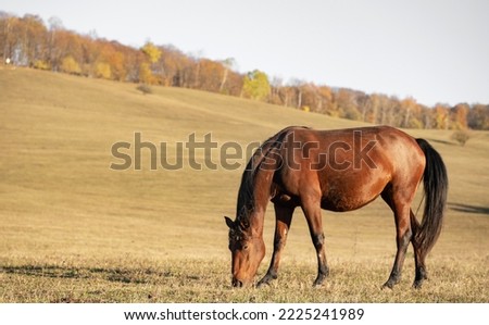 The horse eats grass in the meadow in autumn