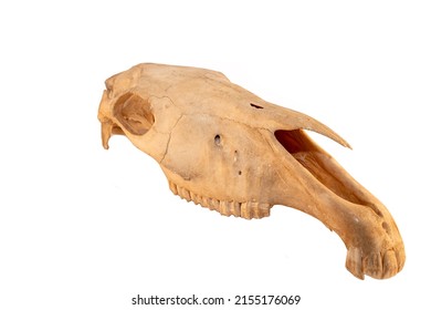 Horse equine (Equus caballus) mammal with natures teeth and skull anatomy on white background. Natures and biology of domestic animals.