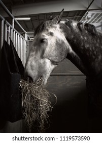 Horse (Equus Caballus) Eating Hay Inside A Stall Seen At The Pennsylvania Farm Show.