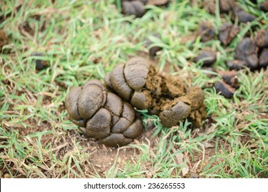 1,443 Horse Feces Images, Stock Photos & Vectors 