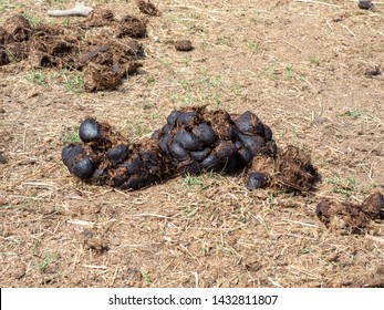 Horse Excrement That Becomes Fertilizer On Stock Photo 1432811807 ...