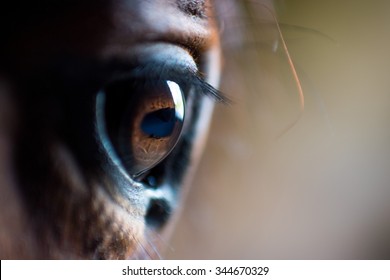 Horse Eye