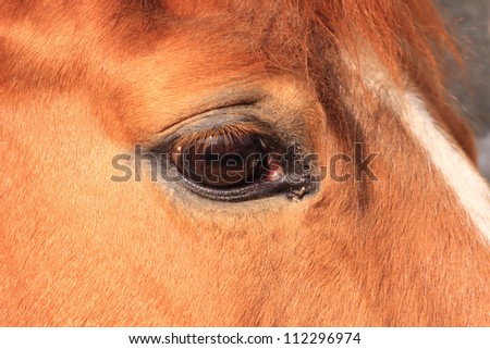 Similar – Image, Stock Photo humans in animals Horse