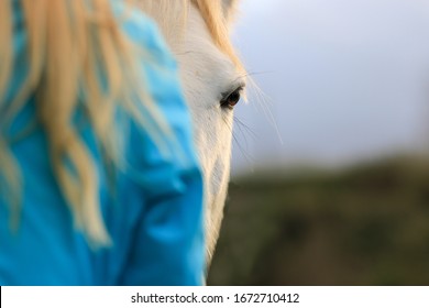 Horse eye and blond woman back side. Contact with horse and  woman.