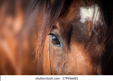 Horse Eye Close Up