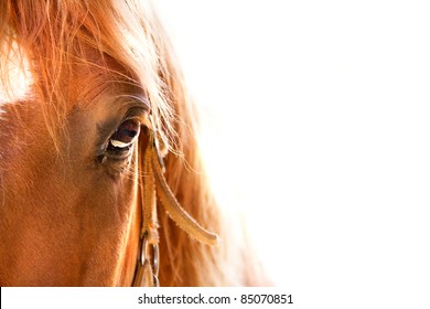 Horse eye close up in high key
