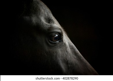 horse eye closeup on dark background