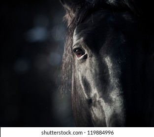 horse eye in dark