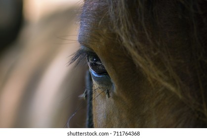 Horse Eye Fly Close South Great Stock Photo 711764368 | Shutterstock