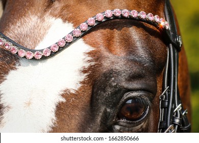 Horse eye and forehead close up with white blaze and pink diamond headband
