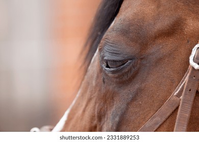 Horse eye Infection. conjunctivitis, equine recurrent uveitis with swollen tearing eyes - Powered by Shutterstock