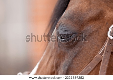 Horse eye Infection. conjunctivitis, equine recurrent uveitis with swollen tearing eyes