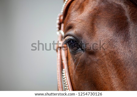 Horse eyes close up. Brown Quarter Horse with bridle
