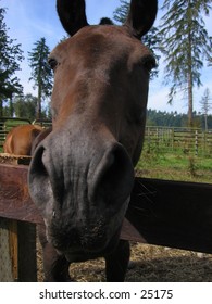 Horse face