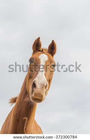 Image, Stock Photo Curious horse against sky. View from below