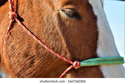 Horse Face Close Up With Bridal Rope